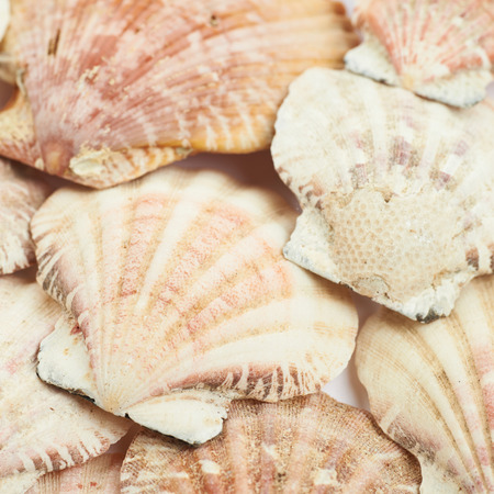 Surface coated with the sea shellsの写真素材