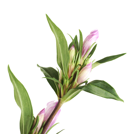 Decorational flower isolatedの写真素材