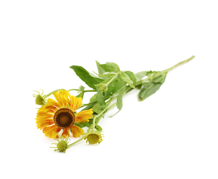 Yellow daisy flower isolatedの写真素材