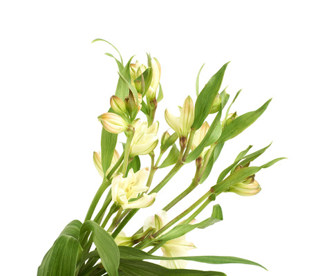 Green decorational flower isolated over the white backgroundの写真素材