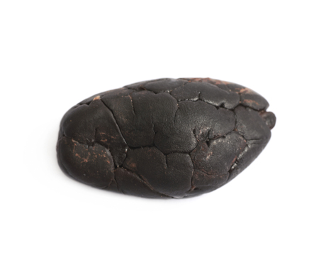 Single cocoa bean isolated over the white background