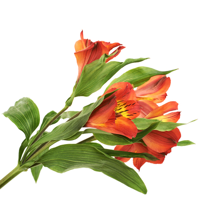 Red Alstroemeria or peruvian lily flower isolated over the white backgroundの写真素材