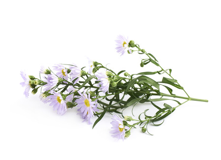 Chamomile daisy flower isolated over the white backgroundの写真素材