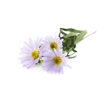 Chamomile daisy flower isolated over the white backgroundの写真素材