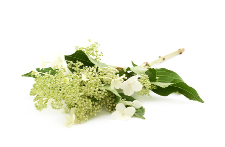 Green decorational flower isolated over the white background