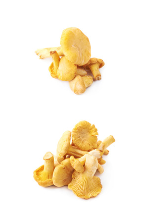 Yellow chanterelle mushroom isolated over the white background , set of several different foreshorteningsの写真素材