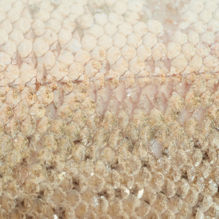 Close-up fragment of a salmon fish scales as a backdrop texture composition