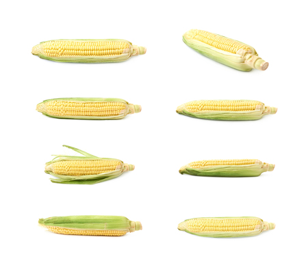 Ear of corn corncob isolatedの写真素材