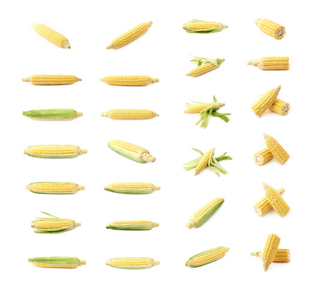 Ear of corn corncob isolatedの写真素材