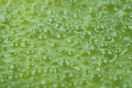 Surface coated with the green caviar as a close-up backdrop texture compositionの写真素材