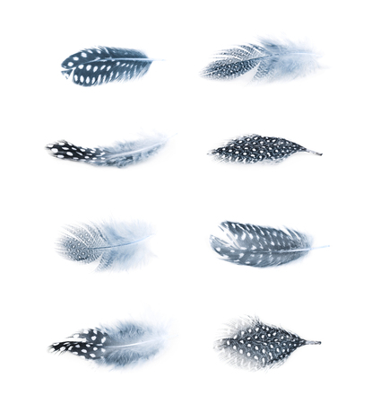 Decorational feather isolatedの写真素材