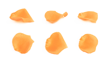 Yellow rose petal isolatedの写真素材
