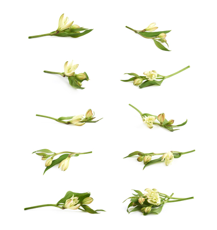 Green lilly flower isolatedの写真素材