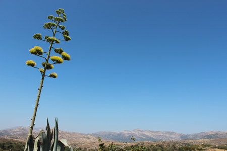 agave, desert, blue sky, Corsica, cactusの写真素材