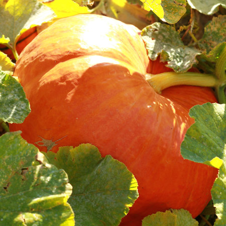 pumkpin, squash, marrow, harvestime, soupの写真素材