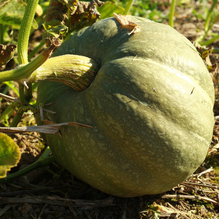 Pumpkin, marrow, squash, harvestime, greenの写真素材
