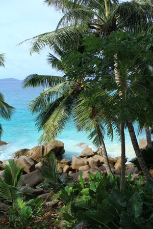 palm trees, ocean, paradiseの写真素材