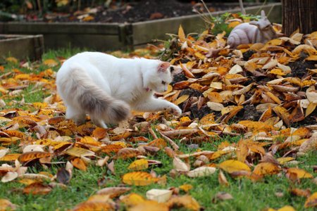 kitten, cat, hunter, autumnの写真素材