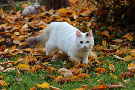 Kitten, cat, white cat, autumnの写真素材