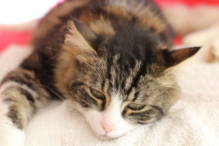 Cat, face catの写真素材