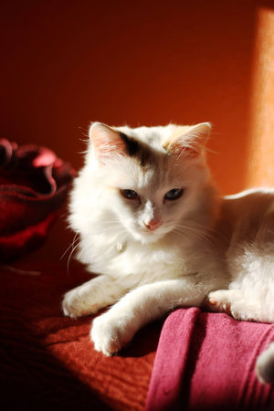 white kittenの写真素材