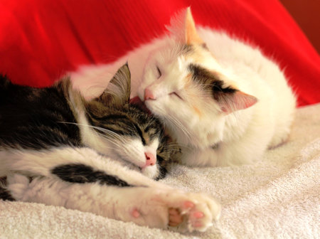 tigray cat and white kitten, love and hugの写真素材