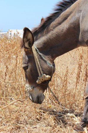 donkey faceの写真素材