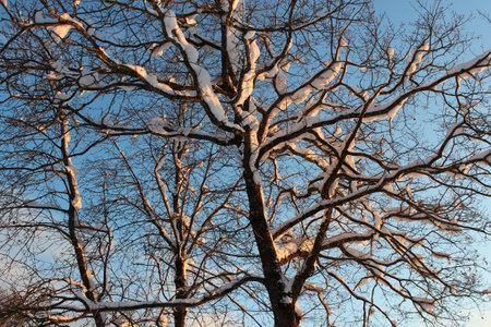 snowy branchesの写真素材