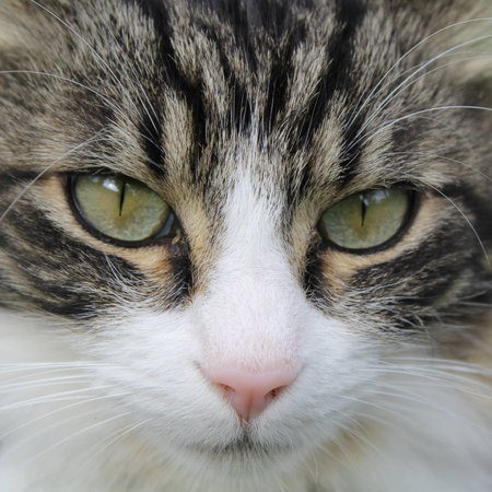 cat faceの写真素材