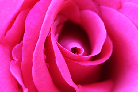 rose, pink, loveの写真素材