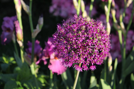 Alium, purple flower,gardenの写真素材