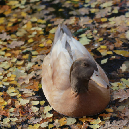 male yellow swedish duckの写真素材