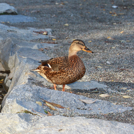 Mallardの写真素材