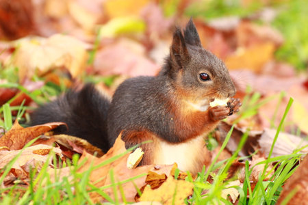 squirrelの写真素材