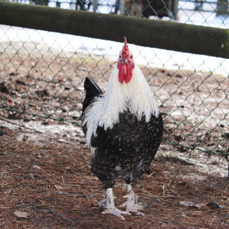 Roosterの写真素材