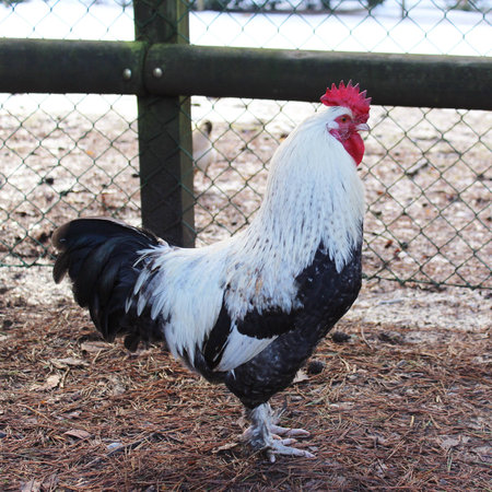 Rooster in enclosureの写真素材