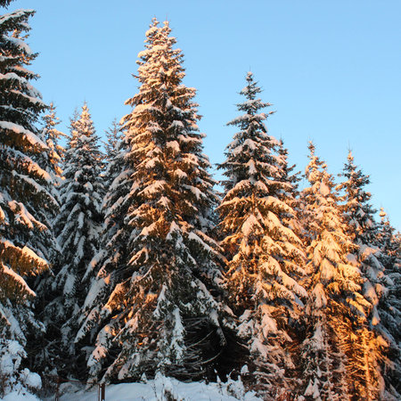 snowy firs, snowy fir treesの写真素材
