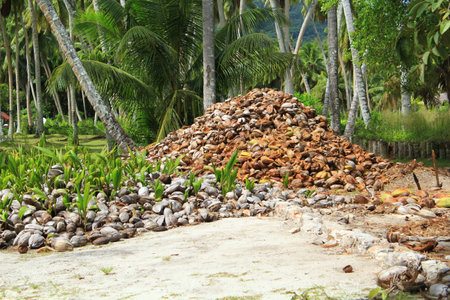 coconut, palmtreesの写真素材