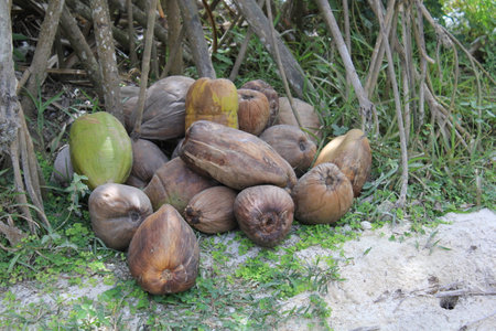 coconut, fruitsの写真素材