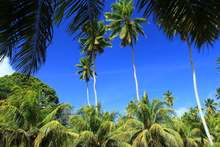 coconuts in bleue skyの写真素材