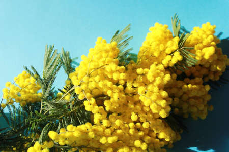 mimosaの写真素材