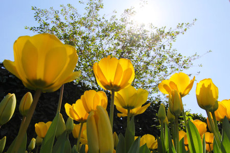 Tulips in the garden at springの写真素材