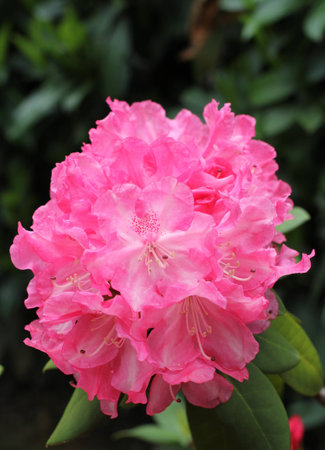 rhododendron flowersの写真素材