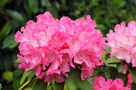 rhododendron flowersの写真素材