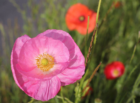 FLowers of poppyの写真素材