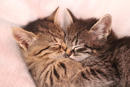 Kitten sleepingの写真素材