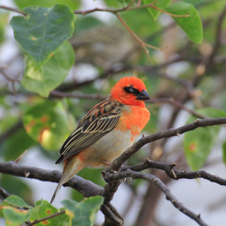Cardinal birdの写真素材
