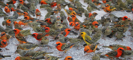 Cardinal birdsの写真素材