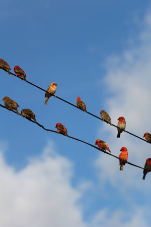 Cardinal birds on wireの写真素材
