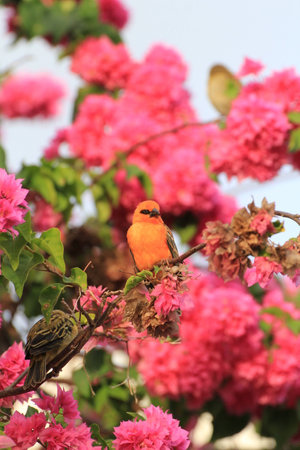Cardinal birdの写真素材